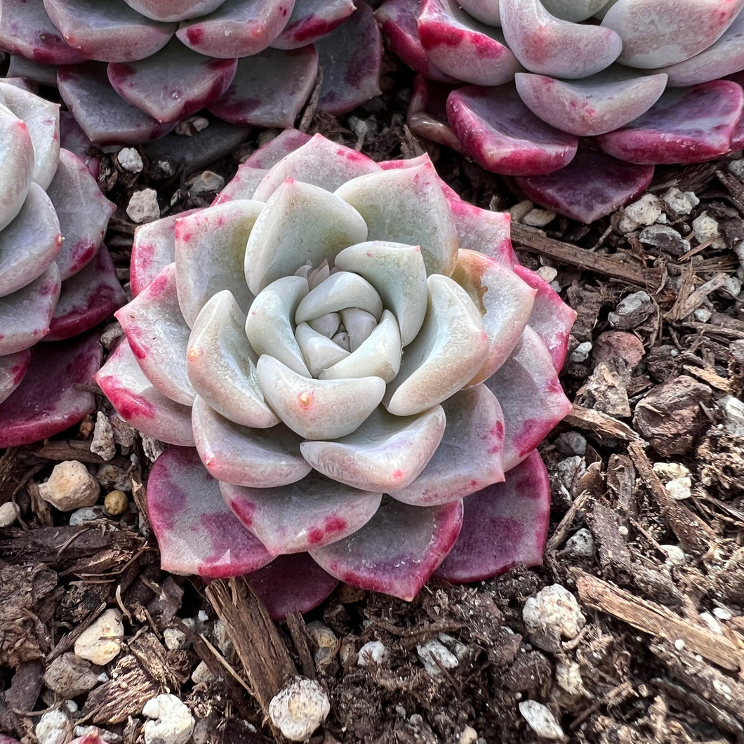 Echeveria pink spot Rare Succulent Imported from Korea Live Plant Live Succulent Cactus