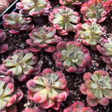 Load image into Gallery viewer, Echeveria Raindrop Rare Succulent Imported from Korea Live Plant Live Succulent Cactus
