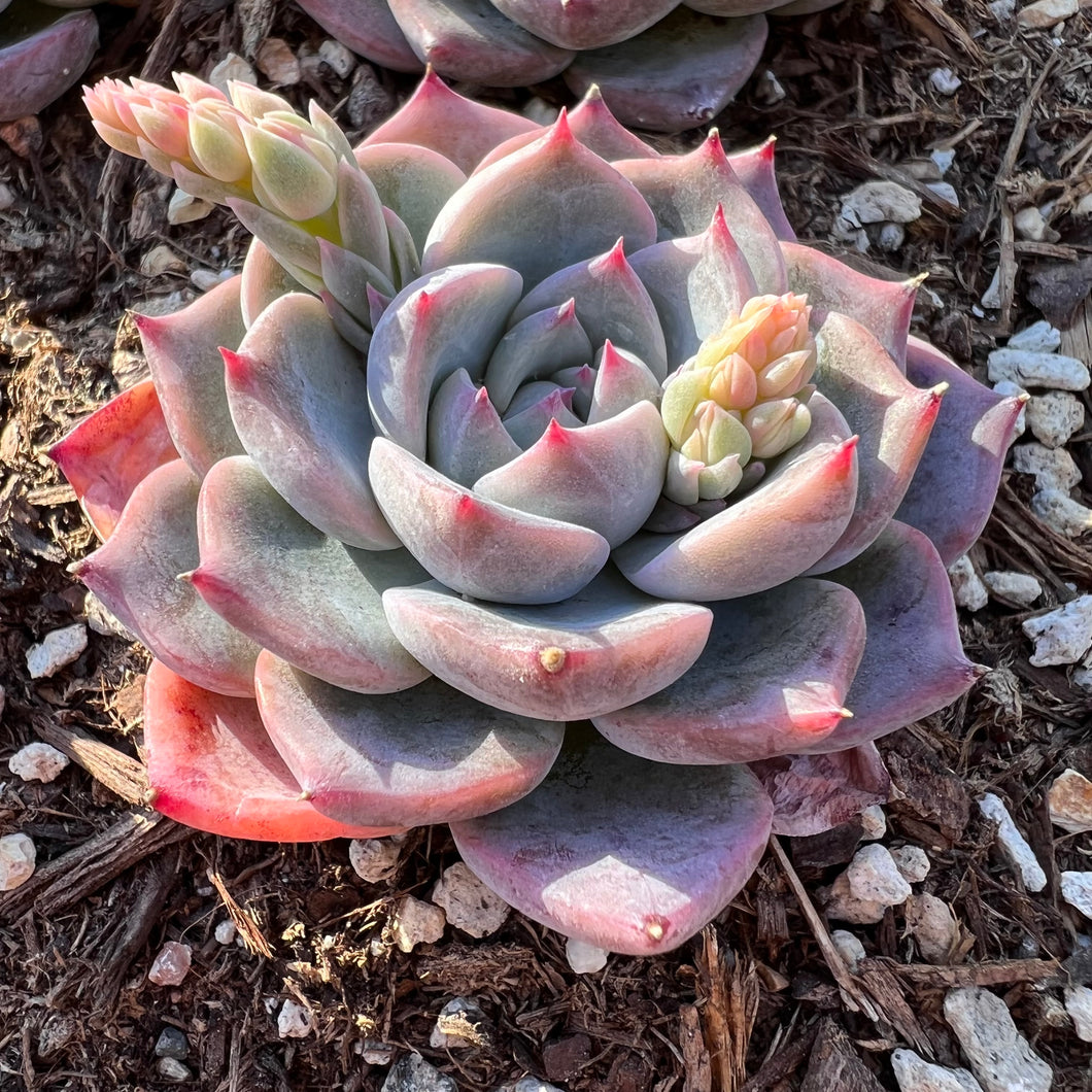 Echeveria keralean Rare Succulent Imported from Korea