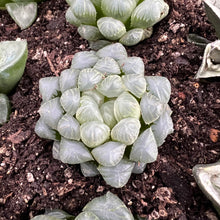 Load image into Gallery viewer, Haworthia Cooperi Ice Lantern Rare Succulent Imported from Korea
