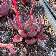 Load image into Gallery viewer, Echeveria bouquet Rare Succulent Imported from Korea
