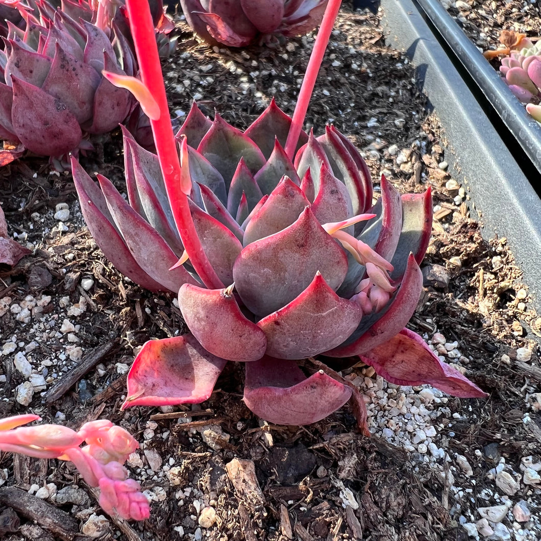 Echeveria bouquet Rare Succulent Imported from Korea
