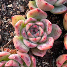 Load image into Gallery viewer, Echeveria Eastrela Rare Succulent Imported from Korea
