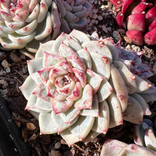 Load image into Gallery viewer, Echeveria red velvet double head Rare Succulent Imported from Korea Live Plant Live Succulent Cactus
