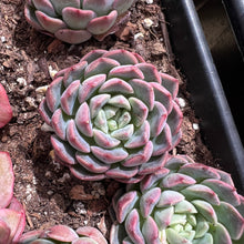 Load image into Gallery viewer, Echeveria misty blue Rare Succulent Imported from Korea Live Plant Live Succulent Cactus
