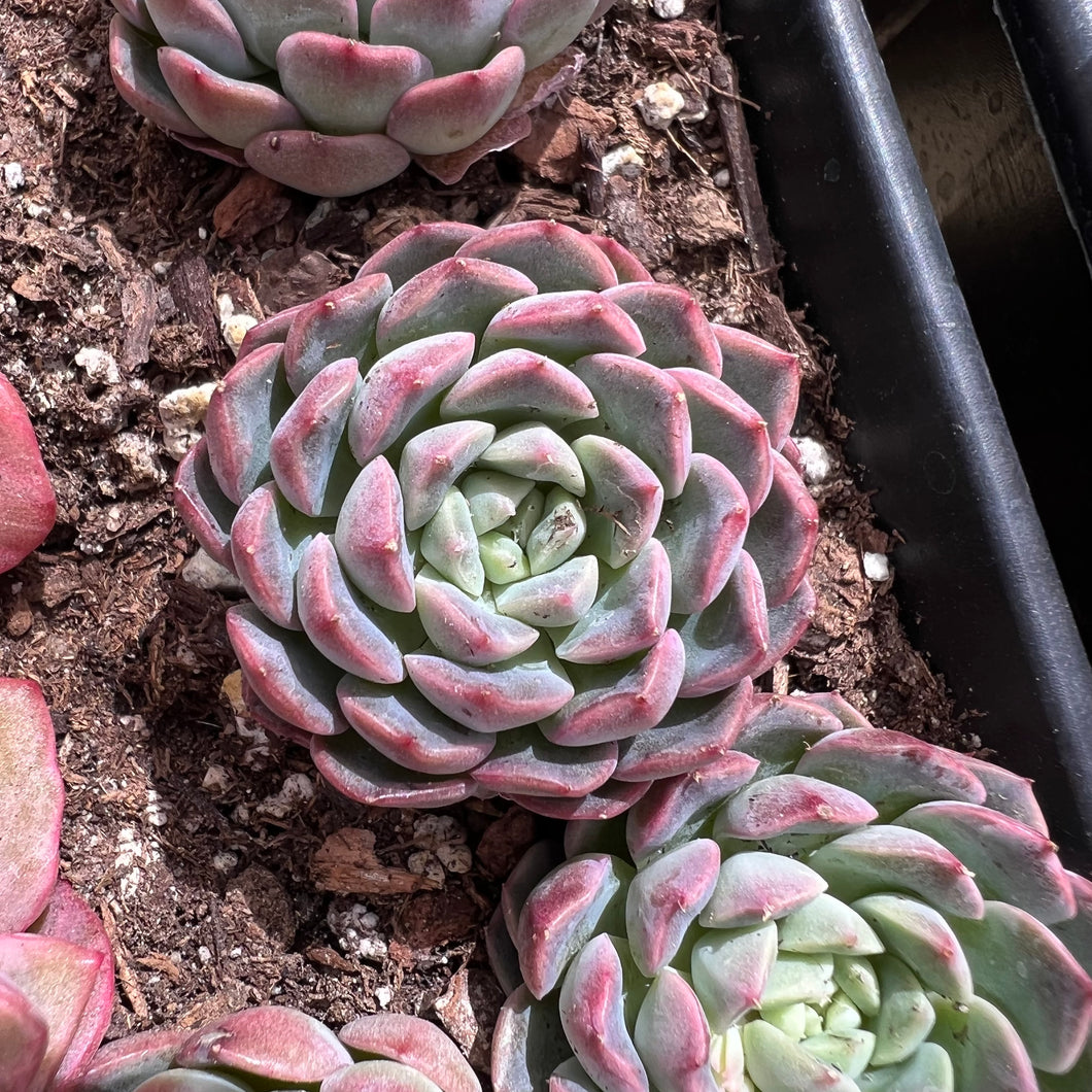 Echeveria misty blue Rare Succulent Imported from Korea Live Plant Live Succulent Cactus