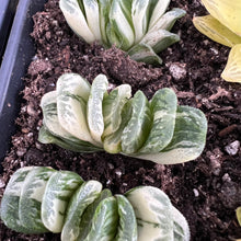 Load image into Gallery viewer, Haworthia truncata variegated Rare Succulent Imported from Korea
