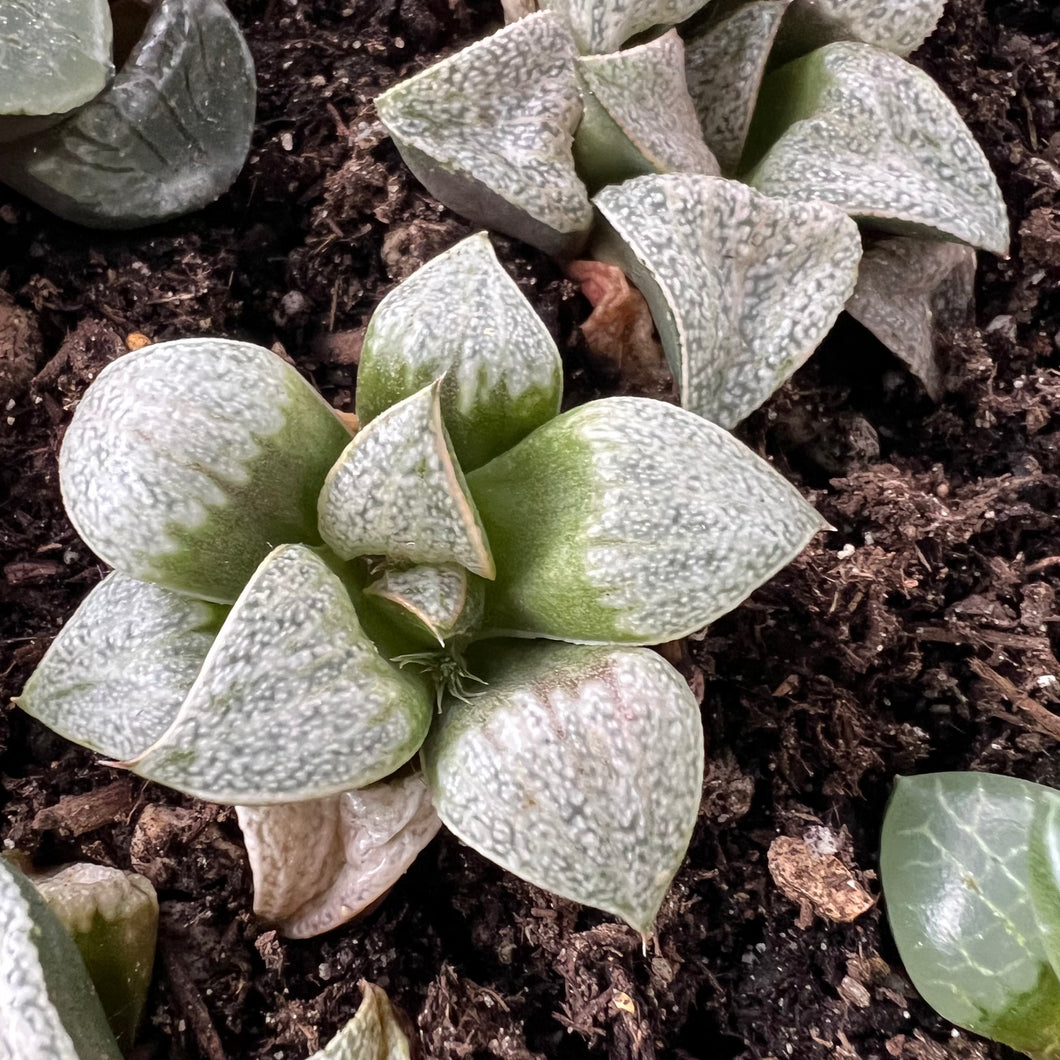 Haworthia Audrey Rare Succulent Imported from Korea