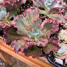 Load image into Gallery viewer, Echeveria takasagono okina Rare Succulent Imported from Korea Live Plant Live Succulent Cactus
