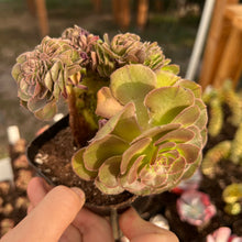 Load image into Gallery viewer, Aeonium Halloween cristata Rare Succulent Imported from Korea Live Plant Live Succulent Cactus
