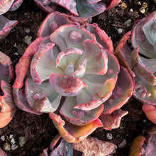 Load image into Gallery viewer, Echeveria Beyonce rainbow variegated Rare Succulent Imported from Korea Live Plant Live Succulent Cactus
