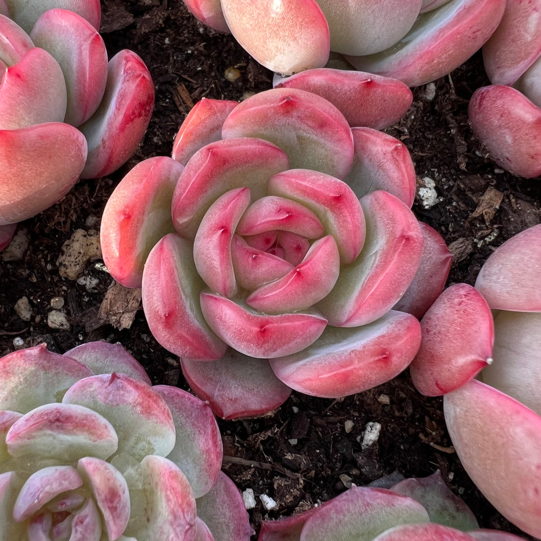 Echeveria glam pink Rare Succulent Imported from Korea Live Plant Live Succulent Cactus