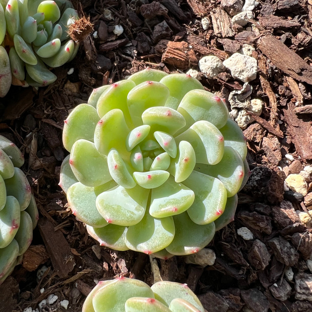 Echeveria white farm Rare Succulent Imported from Korea Live Plant Live Succulent Cactus