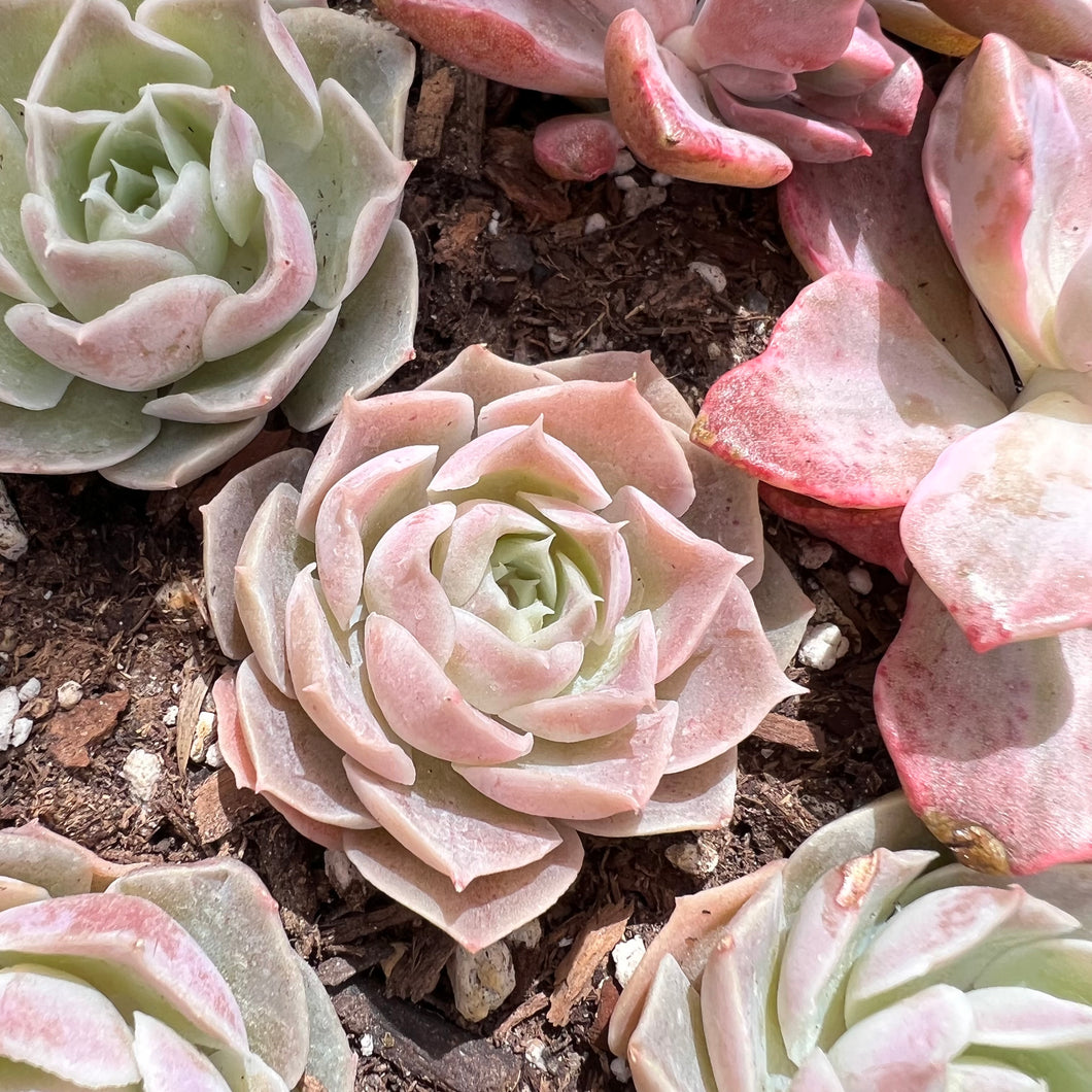 Echeveria simulans ascension Rare Succulent Imported from Korea Live Plant Live Succulent Cactus