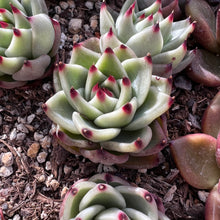 Load image into Gallery viewer, Echeveria black dragon 黑龙 Rare Succulent Imported from Korea Live Plant Live Succulent Cactus
