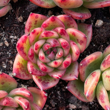 Load image into Gallery viewer, Echeveria Charleston Rare Succulent Imported from Korea
