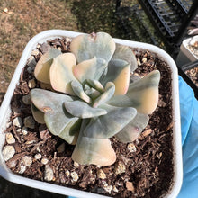 Load image into Gallery viewer, Echeveria cubic frost variegated Rare Succulent Imported from Korea Live Plant Live Succulent Cactus
