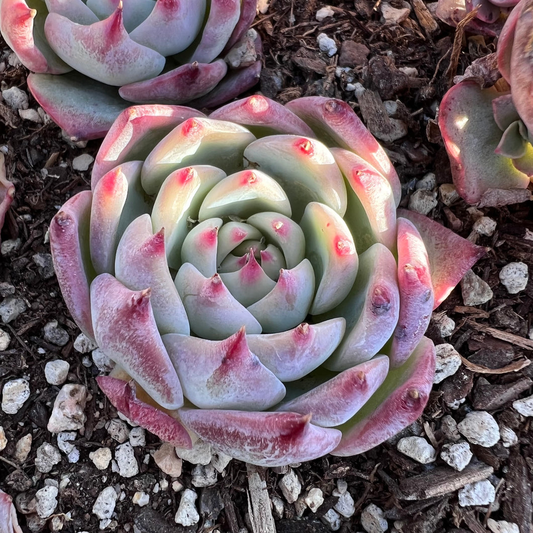 Echeveria casio Rare Succulent Imported from Korea Live Plant Live Succulent Cactus