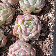 Load image into Gallery viewer, Echeveria mollyvera Rare Succulent Imported from Korea Live Plant Live Succulent Cactus
