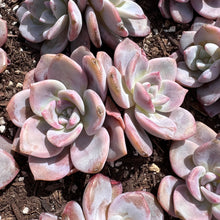 Load image into Gallery viewer, Echeveria missing you double head Rare Succulent Imported from Korea
