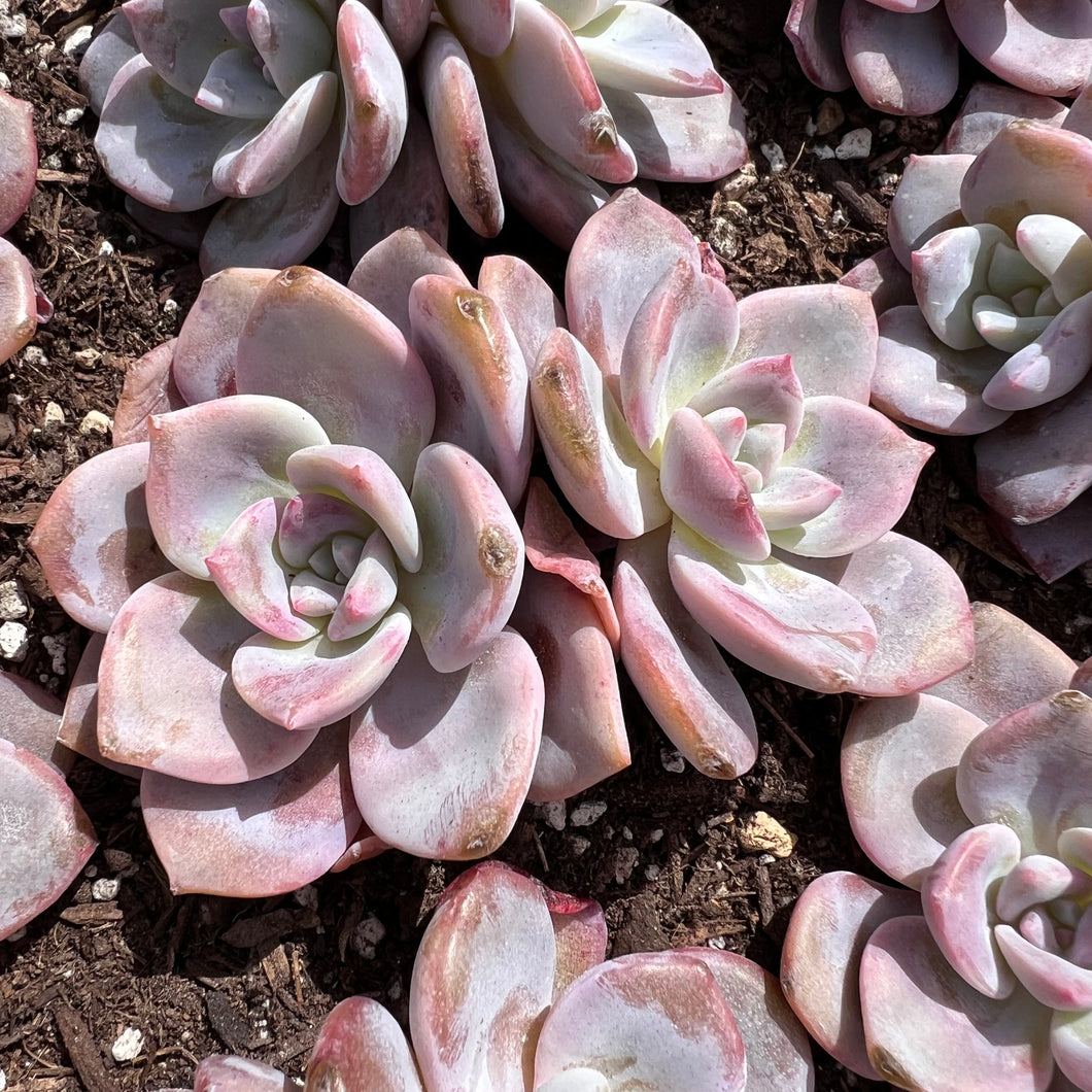 Echeveria missing you double head Rare Succulent Imported from Korea