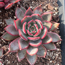 Load image into Gallery viewer, Echeveria bouquet Rare Succulent Imported from Korea
