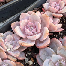 Load image into Gallery viewer, Echeveria missing you double head Rare Succulent Imported from Korea
