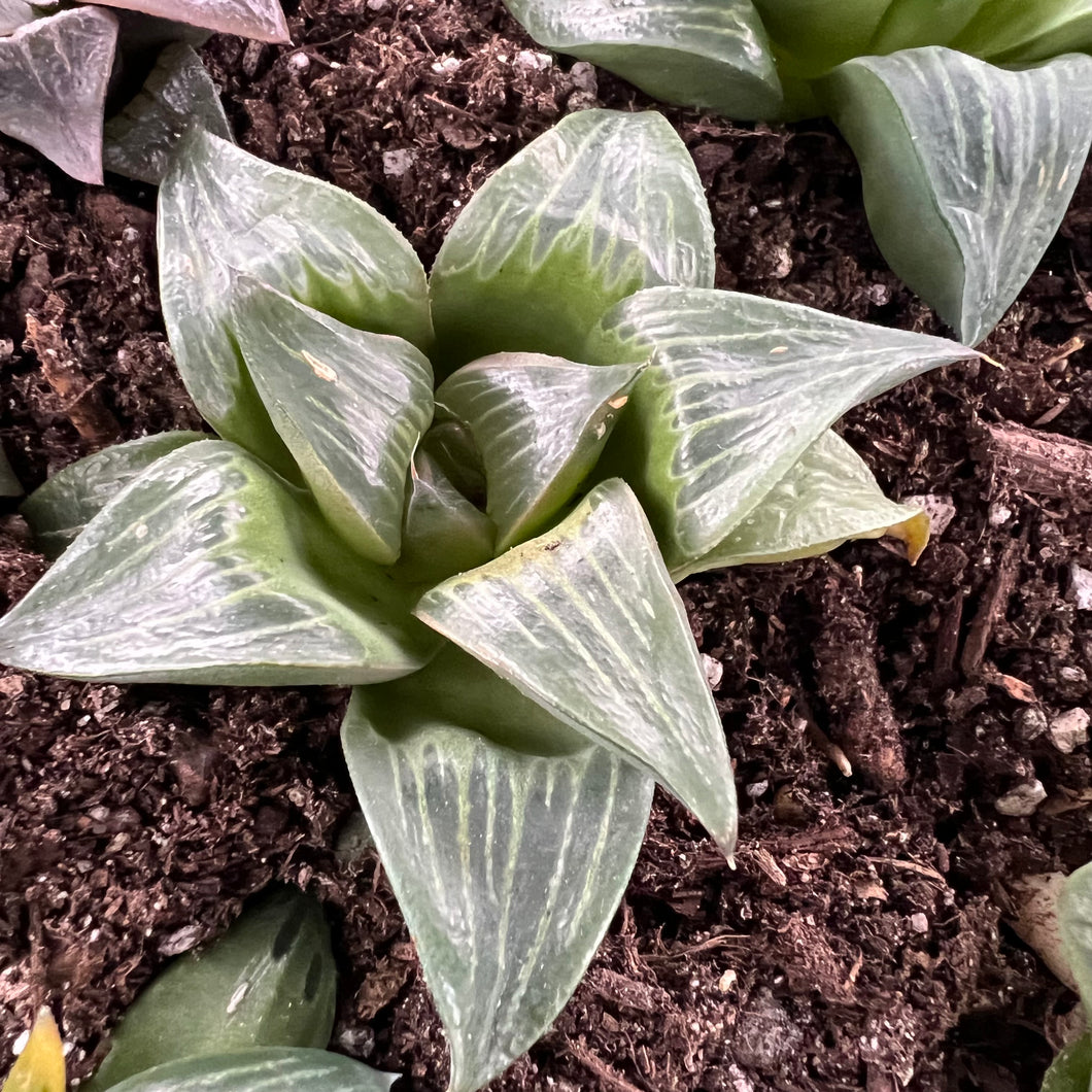Haworthia retusa xishan Rare Succulent Imported from Korea