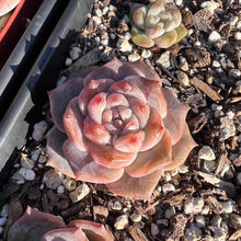 Load image into Gallery viewer, Echeveria ice spirit jelly heart Rare Succulent
