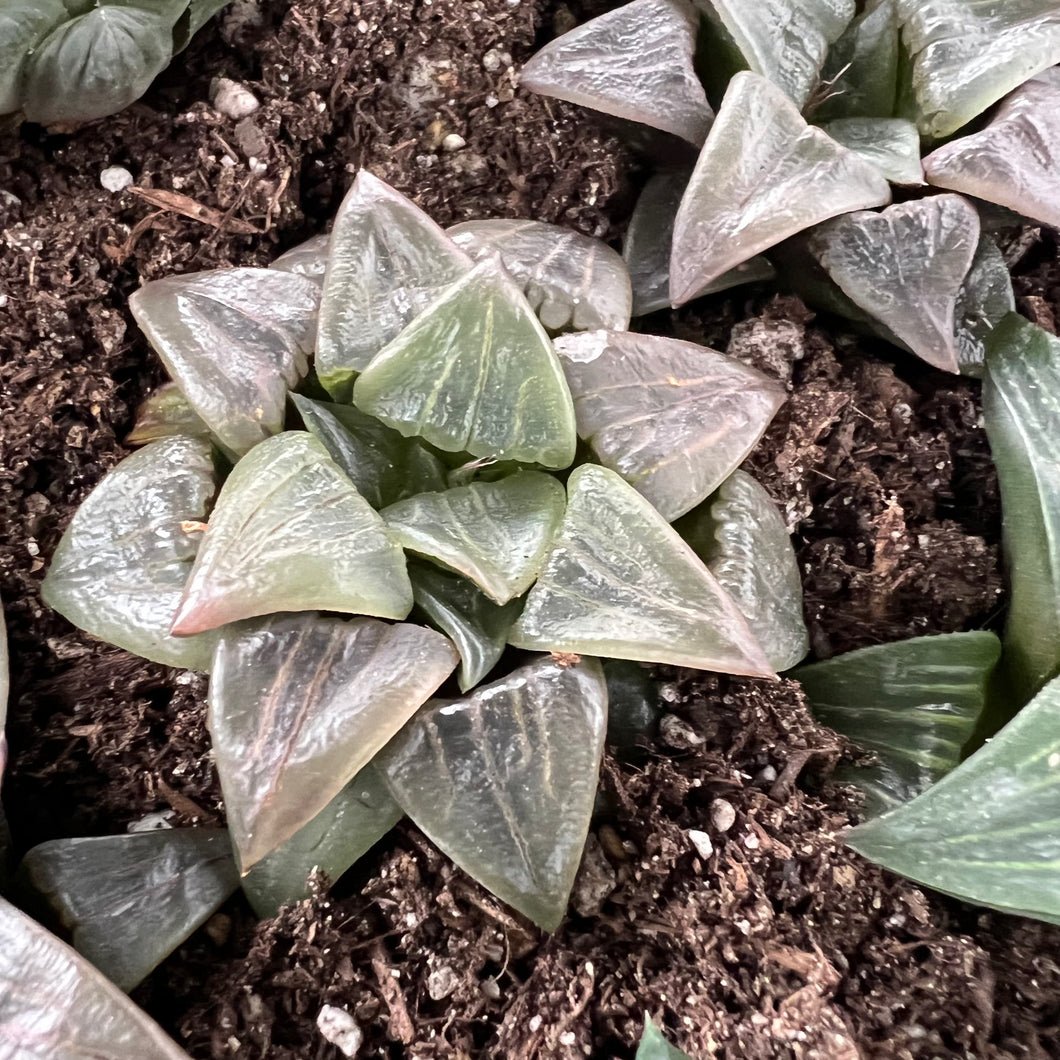 Haworthia purple dream Rare Succulent Imported from Korea