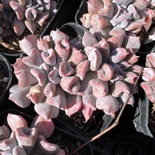Load image into Gallery viewer, Echeveria Pig Nose 猪鼻子 Rare Succulent Imported from Korea
