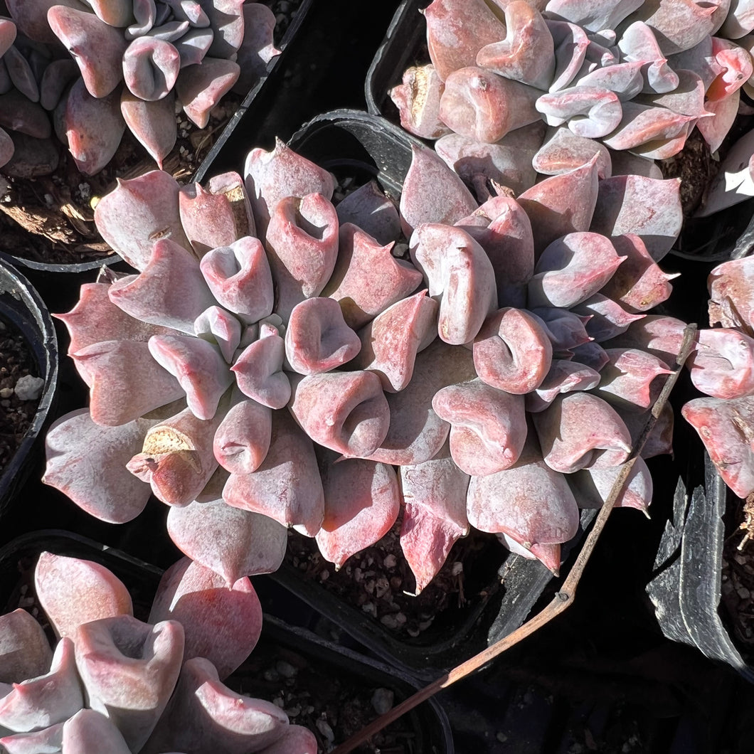 Echeveria Pig Nose 猪鼻子 Rare Succulent Imported from Korea