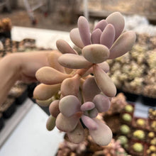 Load image into Gallery viewer, Graptopetalum amethystinum lavender pebble 桃蛋 Rare Succulent Imported from Korea
