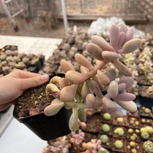 Load image into Gallery viewer, Graptopetalum amethystinum lavender pebble 桃蛋 Rare Succulent Imported from Korea
