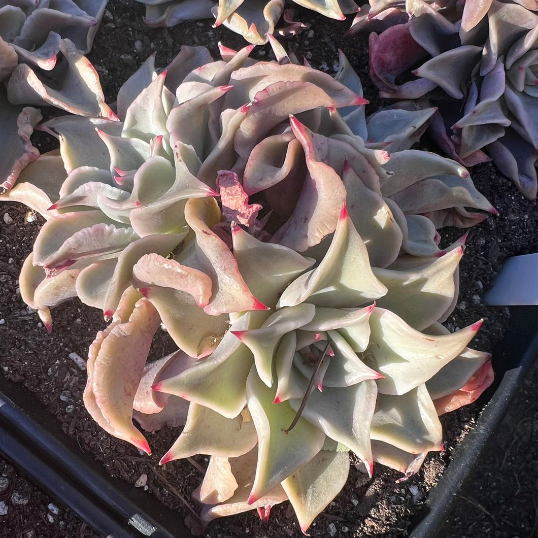 Echeveria madiba big cluster Rare Succulent