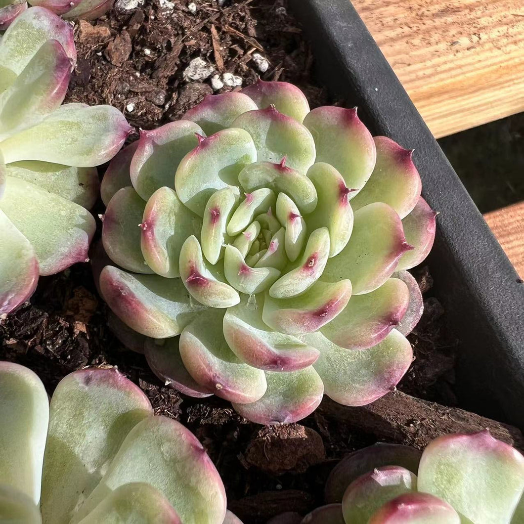 Echeveria marcel Rare Succulent Imported from Korea Live Plant Live Succulent Cactus