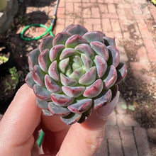 Load image into Gallery viewer, Echeveria misty blue Rare Succulent Imported from Korea Live Plant Live Succulent Cactus
