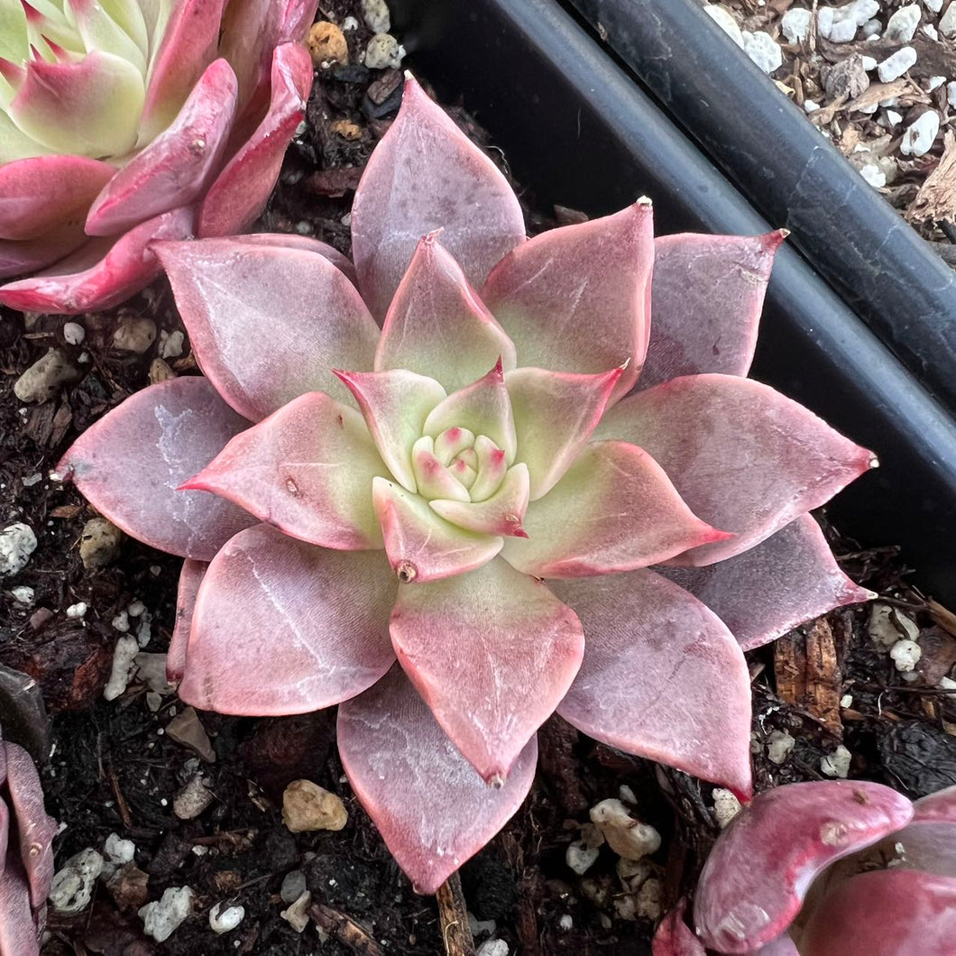 Echeveria miya Rare Succulent Imported from Korea