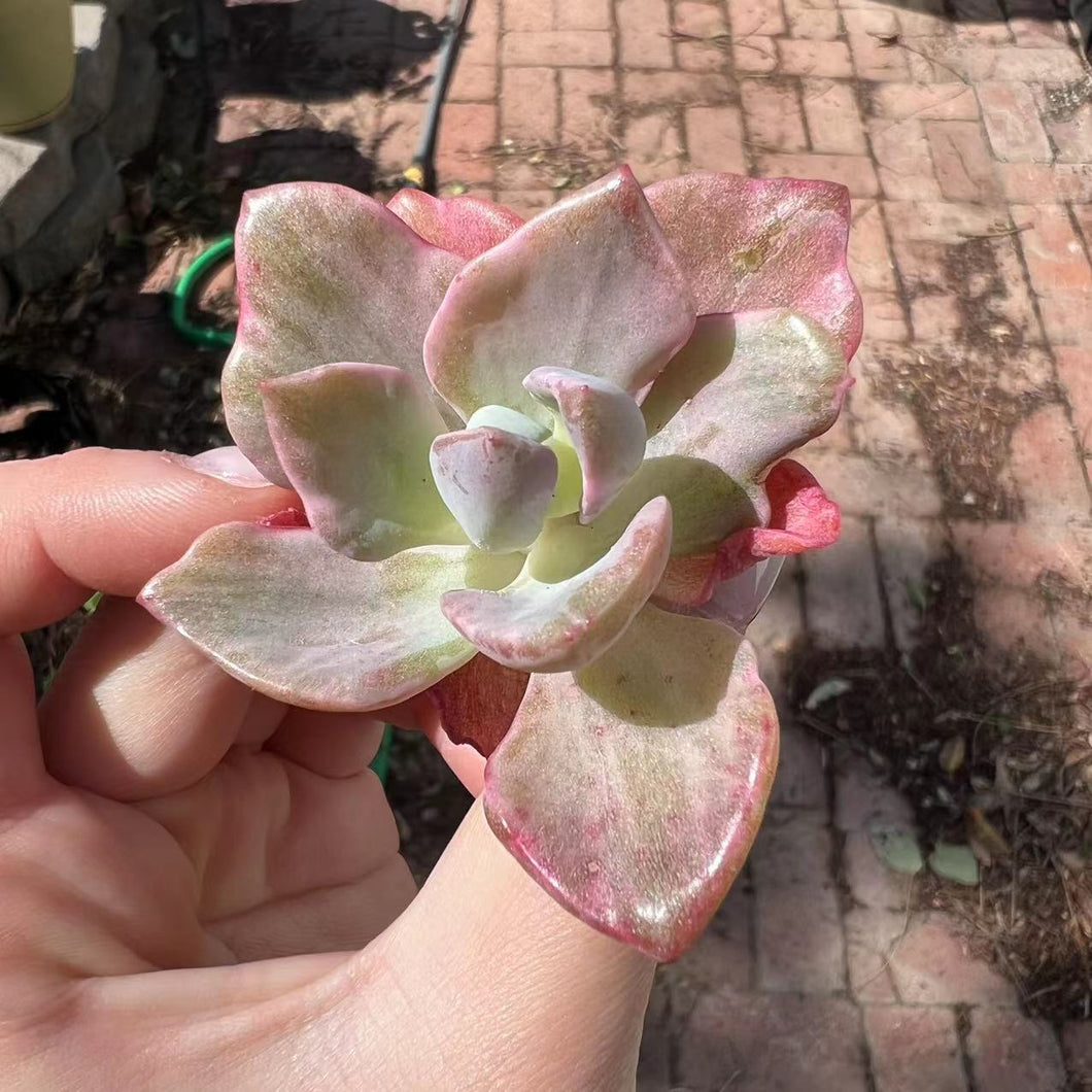 Graptoveria mrs richards variegated Rare Succulent Imported from Korea Live Plant Live Succulent Cactus
