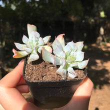 Load image into Gallery viewer, Echeveria Pig Nose 猪鼻子 Rare Succulent Imported from Korea
