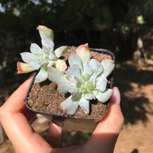 Load image into Gallery viewer, Echeveria Pig Nose 猪鼻子 Rare Succulent Imported from Korea
