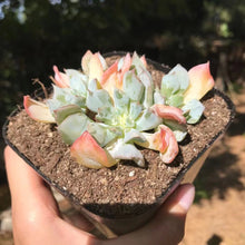 Load image into Gallery viewer, Echeveria Pig Nose 猪鼻子 Rare Succulent Imported from Korea
