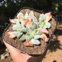 Load image into Gallery viewer, Echeveria Pig Nose 猪鼻子 Rare Succulent Imported from Korea
