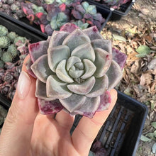 Load image into Gallery viewer, Echeveria pink spot Rare Succulent Imported from Korea Live Plant Live Succulent Cactus
