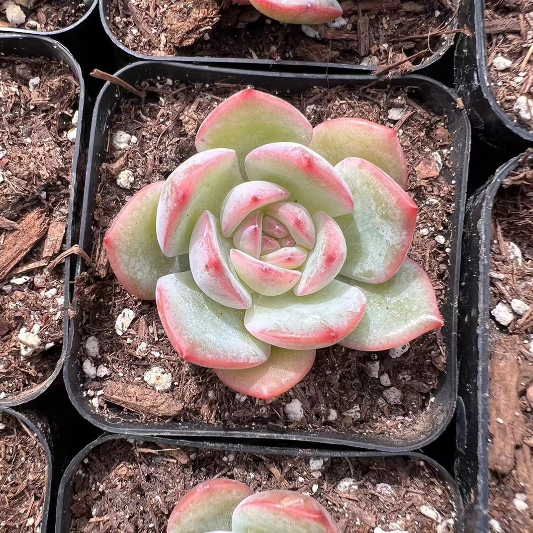 Echeveria Prada Rare Succulent Imported from Korea Live Succulent Live Plant