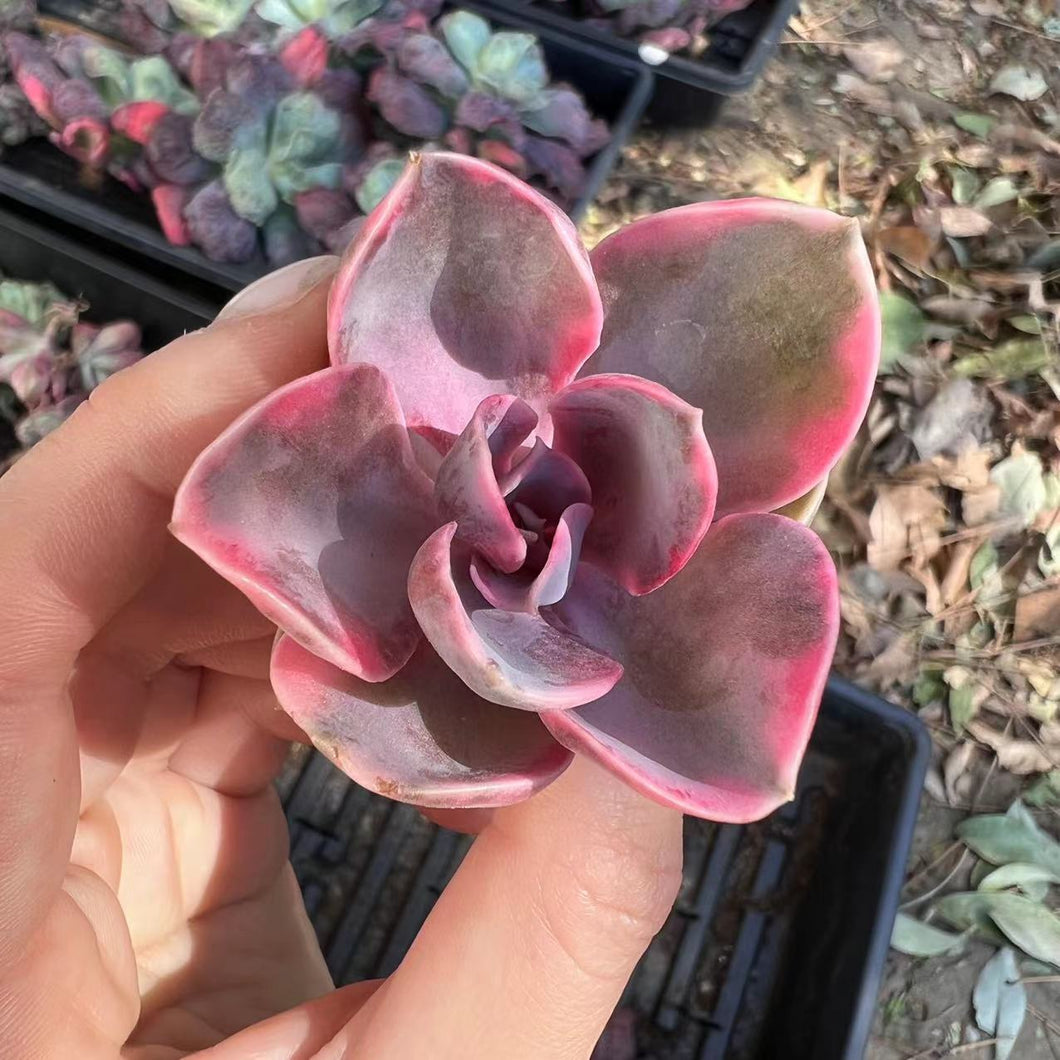 Echeveria rainbow small Rare Succulent Imported from Korea Live Plant Live Succulent Cactus