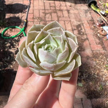 Load image into Gallery viewer, Echeveria simulans ascension Rare Succulent Imported from Korea Live Plant Live Succulent Cactus
