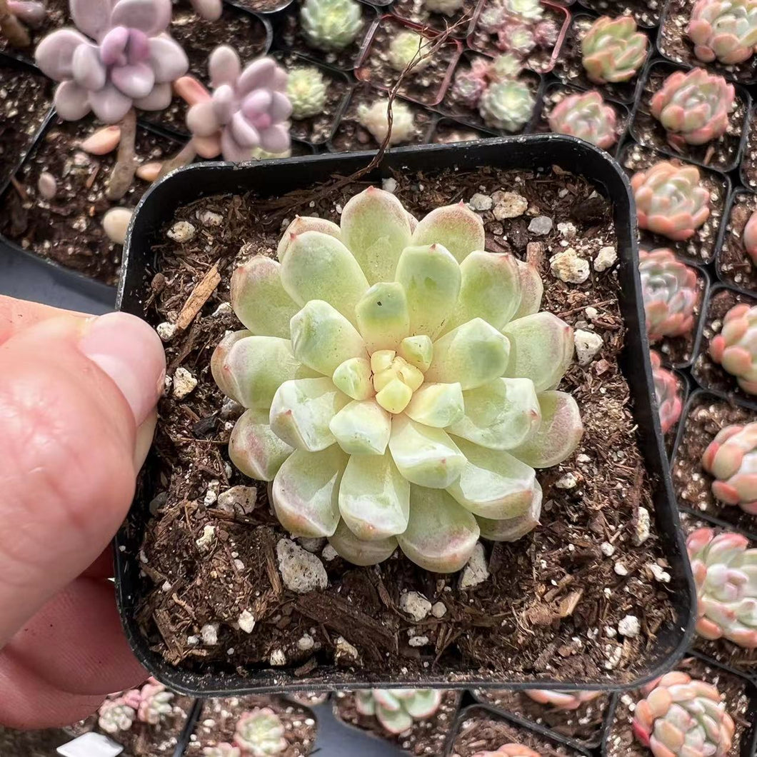 Echeveria sugar princess Rare Succulent Imported from Korea Live Succulent Live Plant