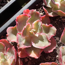 Load image into Gallery viewer, Echeveria takasagono okina Rare Succulent Imported from Korea Live Plant Live Succulent Cactus
