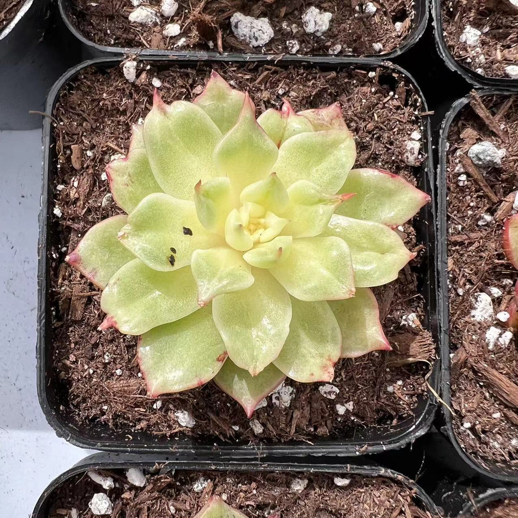 Echeveria Tesla Rare Succulent Imported from Korea Live Succulent Live Plant